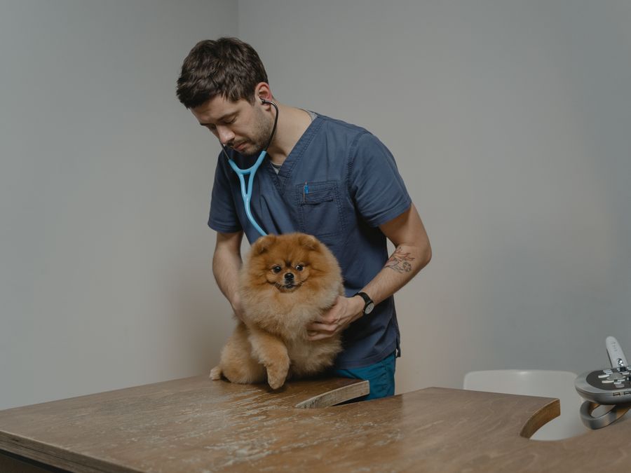 Veterinarian gently caring for a small dog in a clinic